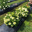Hydrangea, Proven Winners® Fire Light Tidbit® Hydrangea