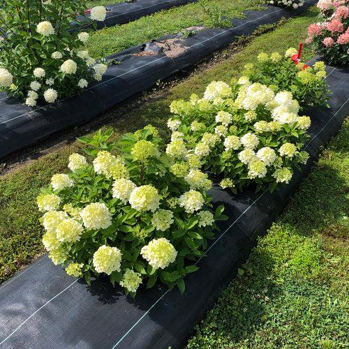 Hydrangea, Proven Winners® Fire Light Tidbit® Hydrangea