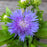 Aster, Peachie's Pick Stoke's Aster