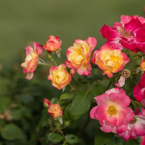 Rose, Campfire Rose