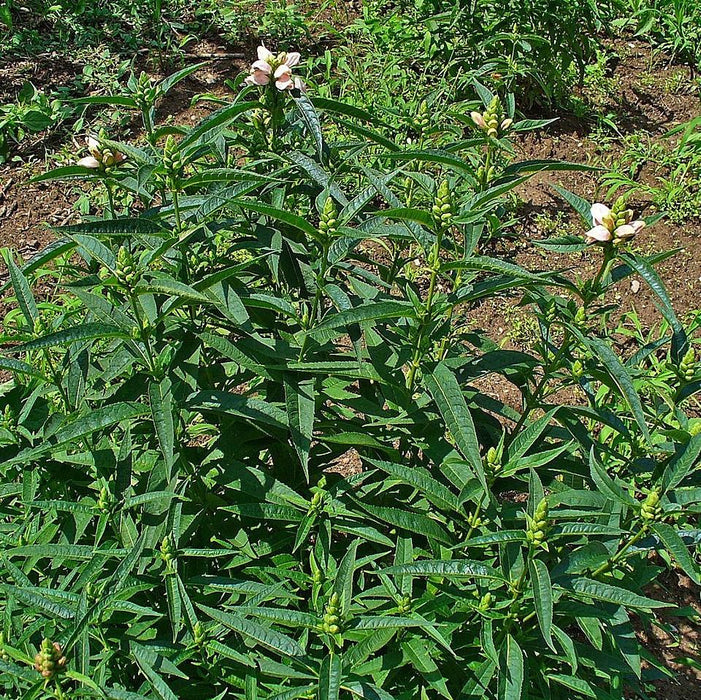 Turtlehead, White Turtlehead