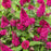 Butterfly Bush, Butterfly Candy® Li'l Raspberry Butterfly Bush