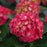 Hydrangea, Wee Bit Giddy® Hydrangea