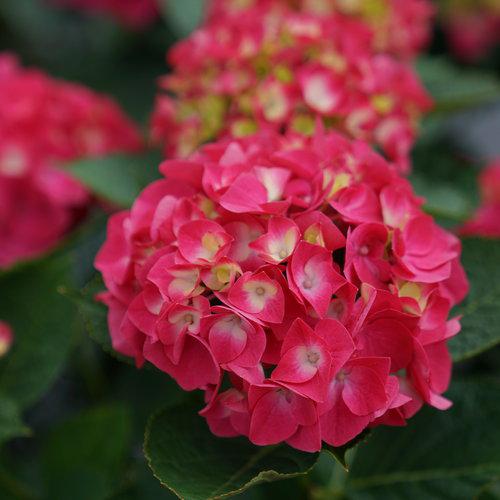 Hydrangea, Wee Bit Giddy® Hydrangea