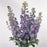 Delphinium, Guardian Lavender Delphinium