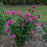 Hibiscus, Magenta Chiffon® Rose of Sharon
