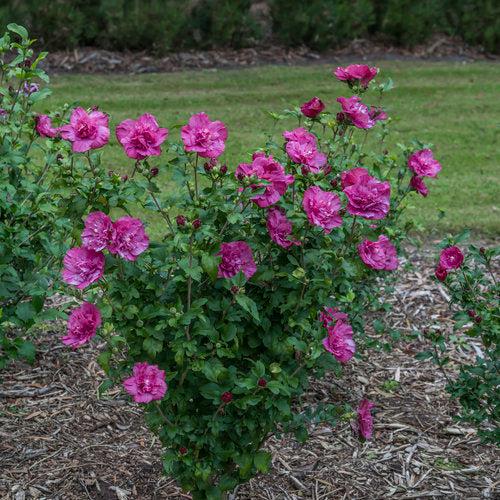 Hibiscus, Magenta Chiffon® Rose of Sharon