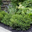 Boxwood, Little Missy Boxwood