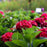Hydrangea, Bloomin' Easy® Cherry-Go-Round™ Hydrangea