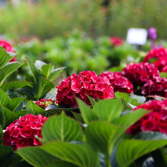 Hydrangea, Bloomin' Easy® Cherry-Go-Round™ Hydrangea