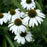 Coneflower, White Swan Echinacea, Coneflower