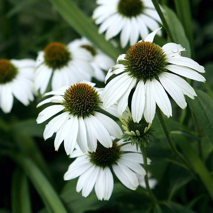 Coneflower, White Swan Echinacea, Coneflower