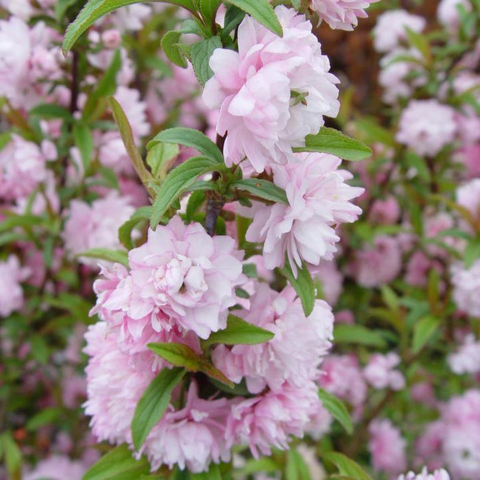 Almond, Pink Flowering Almond