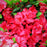 Azalea, Johanna Azalea