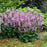 Salvia, Color Spires® Pink Dawn Salvia