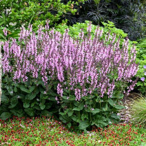 Salvia, Color Spires® Pink Dawn Salvia