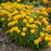 False Sunflower, Rays for Days False Sunflower