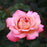 Rose, Chicago Peace® Rose