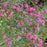 Vernonia lettermanii 'Iron Butterfly'  - Iron Butterfly Ironweed