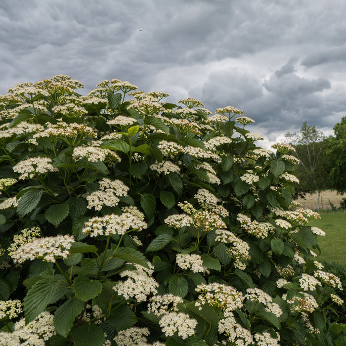 Viburnum, Autumn Jazz Viburnum