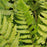 Fern, Dixie Wood Fern