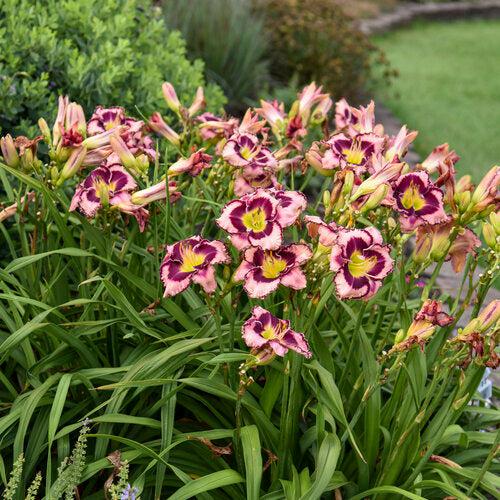 Daylily, Rainbow Rhythm® Sound of My Heart Daylily