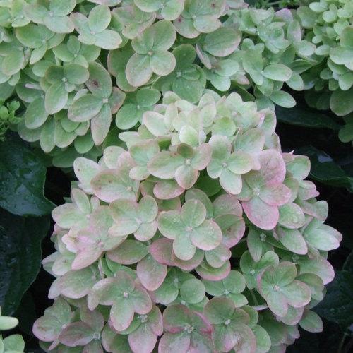 Hydrangea, Proven Winners® Little Lime® Hydrangea