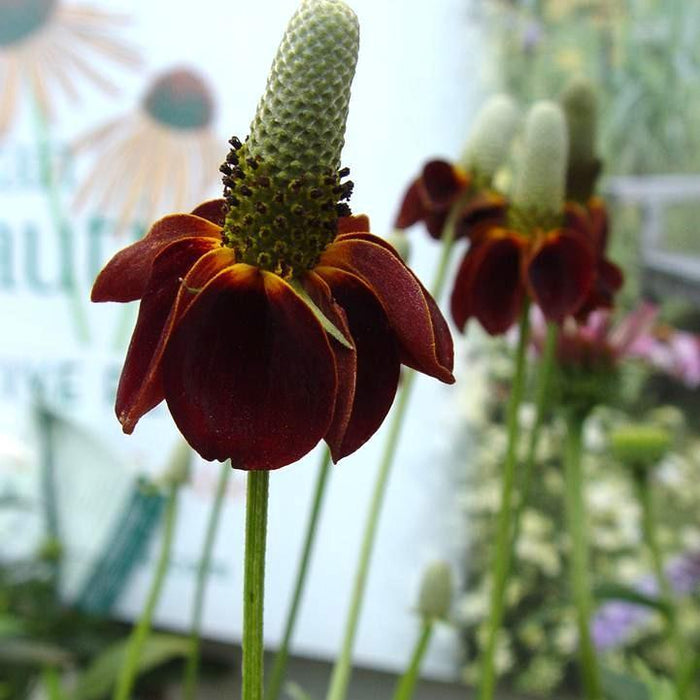 Mexican Hat Plant, Red Midget Mexican Hat Plant