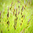 Sedge, Tussock Sedge