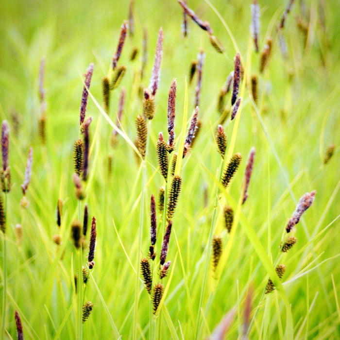 Sedge, Tussock Sedge