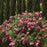 Rose, Eden Climber® Pretty in Pink Rose