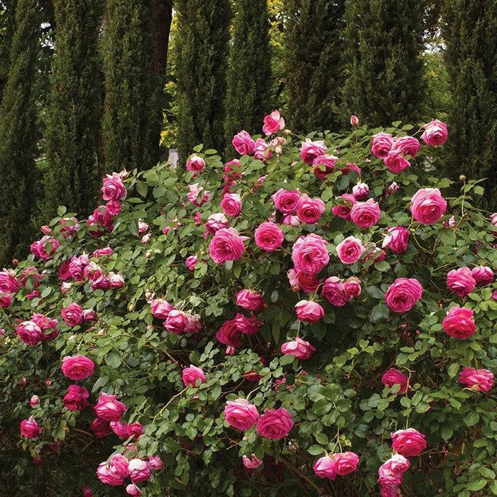 Rose, Eden Climber® Pretty in Pink Rose