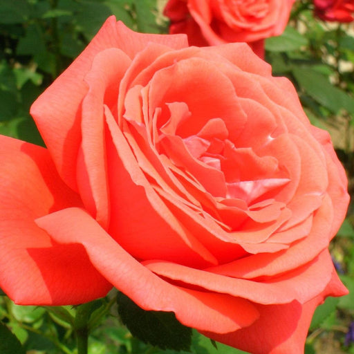 Rose, Tropicana Hybrid Tea Rose