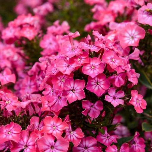 Phlox, Luminary® Pink Lightning Phlox