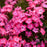 Phlox, Luminary® Pink Lightning Phlox