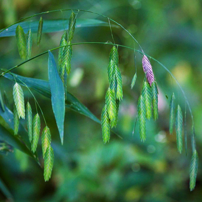 Grass, River Oats, Inland Sea Oats