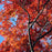 Oak, Scarlet Oak