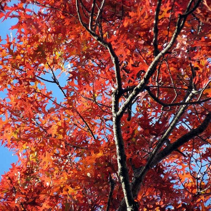 Oak, Scarlet Oak