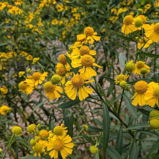 Sneezeweed, Common Sneezeweed