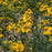 Sneezeweed, Common Sneezeweed