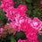 Rose, Double Pink Knock Out® Rose