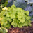 Coral Bells, Primo® Pistachio Ambrosia Heuchera