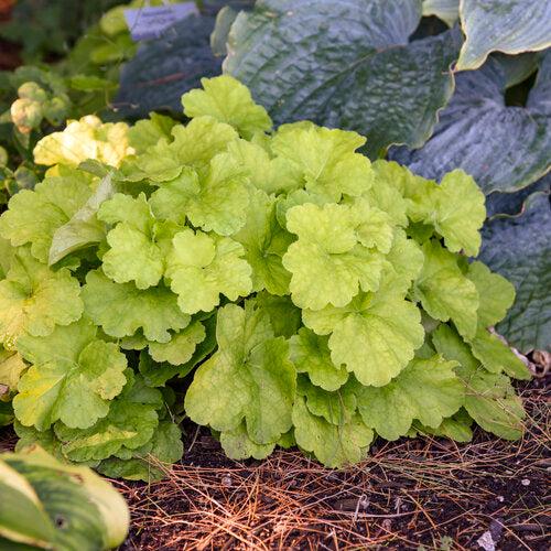 Coral Bells, Primo® Pistachio Ambrosia Heuchera