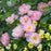 Rose, Scarborough Fair Rose