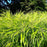 Grass, All Gold Japanese Forest Grass, Hakone Grass