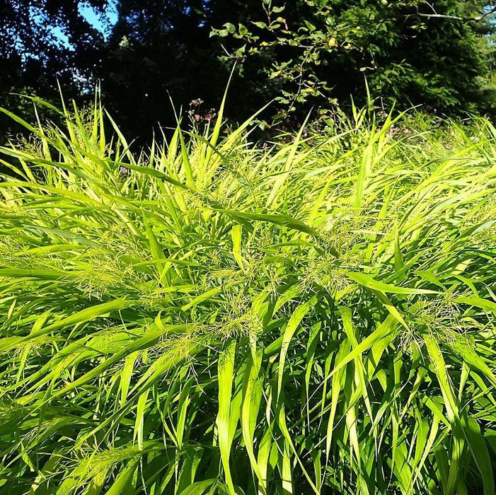 Grass, All Gold Japanese Forest Grass, Hakone Grass