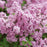 Lilac, Bloomerang® Purpink Lilac