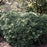 Viburnum, Nanum European Cranberrybush