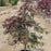Maple, Tamukeyama Japanese Maple
