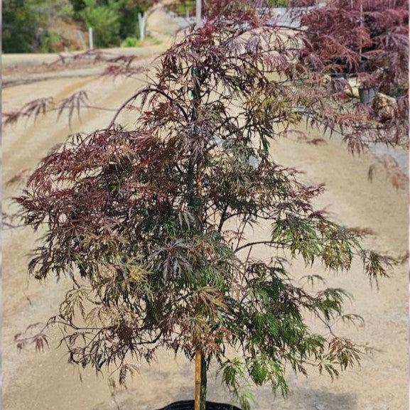 Maple, Tamukeyama Japanese Maple